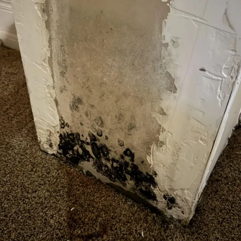 Professional Mold Removal in Nash, TX
